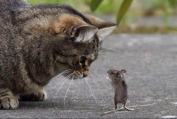 Perché cani e gatti a volte ci portano in casa animali morti?