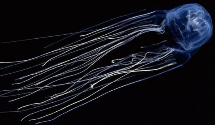 Scoperto il segreto della medusa immortale. Potrebbero schiudersi ora le porte dell'immortalità umana?