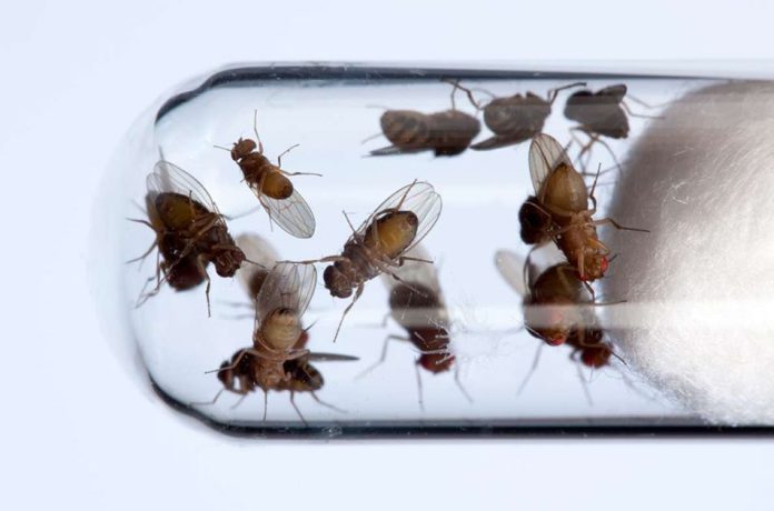 Perché i padri più anziani trasmettono più mutazioni genetiche alla loro prole di quelli giovani?