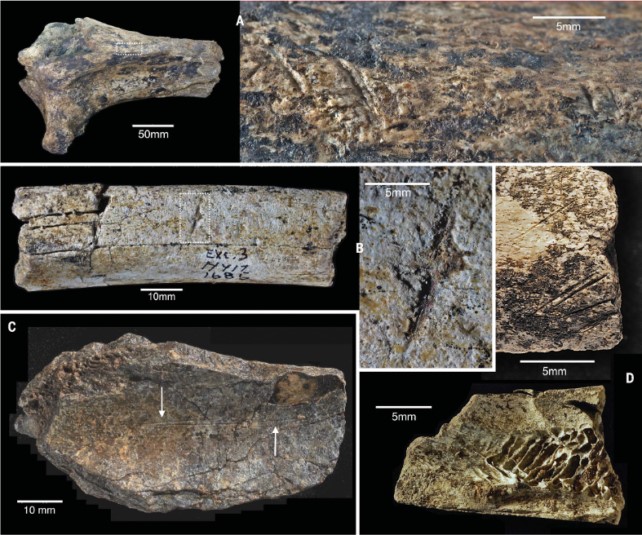 Trovati strumenti di pietra Oldowan risalenti a 3 milioni di anni fa 2 Frammenti di tibia ippopotamidica (A), costola (B) e ossa di bovide (C, D) che mostrano segni di taglio. (Plummer et al., Scienza , 2023)