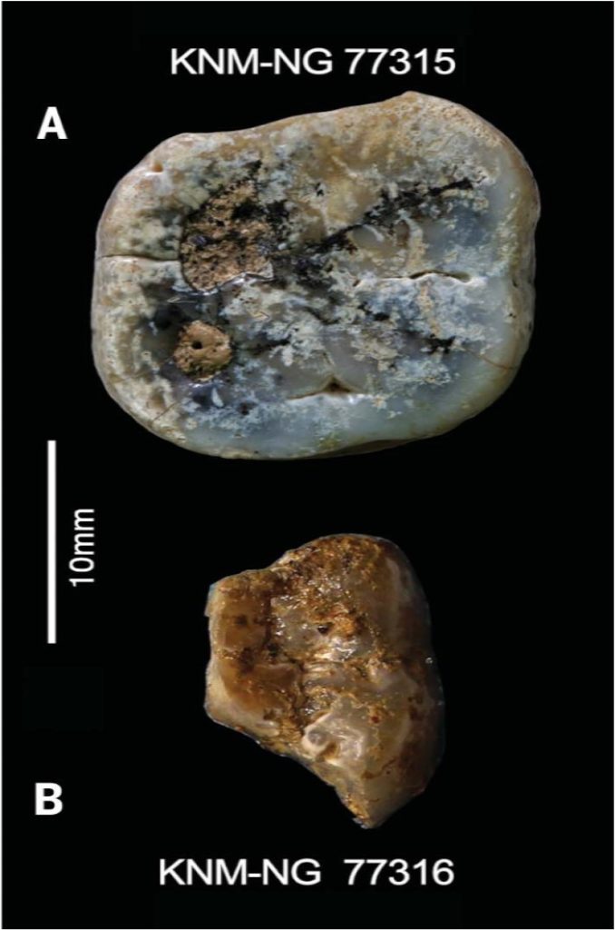 Trovati strumenti di pietra Oldowan risalenti a 3 milioni di anni fa 3 I due denti molari. (Plummer et al., Scienza , 2023)