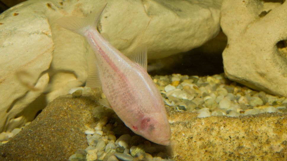 L'evoluzione può tornare indietro? 1 I pesci delle caverne ciechi di tutto il mondo hanno perso gli occhi, poiché non hanno bisogno di vedere nelle acque scure della caverna.(Credito immagine: Reinhard Dirscherl tramite Getty Images)