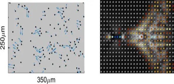 I fisici osservano per la prima volta le "quasiparticelle" nei sistemi classici 1 Figura 1. A sinistra: misurazione sperimentale di particelle colloidali guidate in un sottile canale microfluidico. Le particelle formano coppie stabili, accoppiate idrodinamicamente, che si muovono alla stessa velocità (frecce). Queste coppie sono le quasiparticelle fondamentali del sistema. A destra: simulazione di un cristallo idrodinamico, che mostra una coppia di quasiparticelle (particelle gialle e arancioni più a sinistra) che si propagano in un cristallo idrodinamico, lasciando dietro di sé un cono di Mach supersonico di quasiparticelle eccitate. I colori denotano l'entità dell'eccitazione della coppia e lo sfondo bianco denota la loro velocità (vedi il video del film sotto).