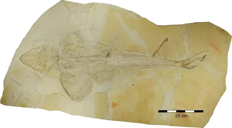 Un fossile di Protospinax annectens getta nuova luce sull'evoluzione dei pesci cartilaginei 1 Fossile dello squalo del tardo Giurassico Protospinax annectans proveniente da Solnhofen e Eichstätt, Germania. Credito: Sebastian Stumpf
