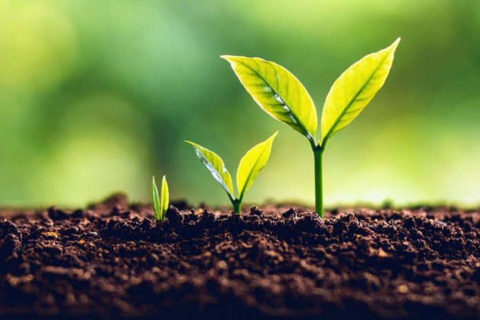 Nuovi indizi sulle origini della vita sulla Terra