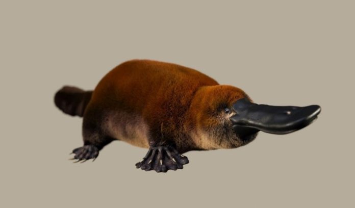 Un antico fossile di ornitorinco riscrive la storia dei monotremi