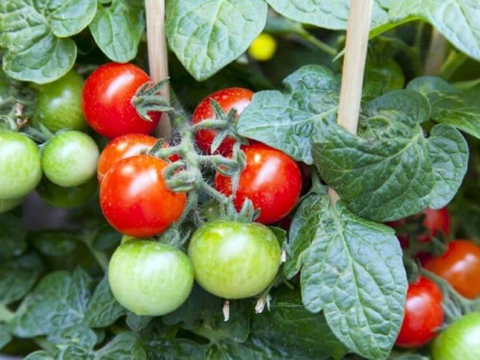Pomodori nani rossi coltivati nello spazio