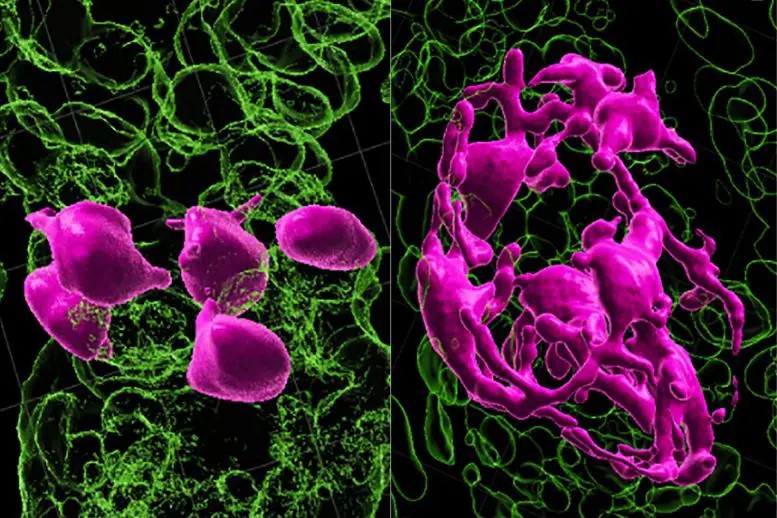 Perché i capelli diventano grigi? Uno studio svela il ruolo delle cellule staminali 1 Le cellule staminali che colorano i capelli (a sinistra, in rosa) devono trovarsi nel compartimento dei germi dei capelli per essere attivate (a destra) per svilupparsi in pigmento. Credito: per gentile concessione di Springer-Nature Publishing o della rivista Nature