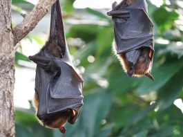 Fossili di antichi pipistrelli ci danno preziose informazioni sui mammiferi volanti