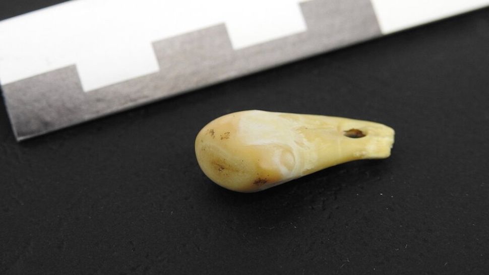 DNA umano recuperato da un ciondolo di 25.000 anni 1 Vista dall'alto del dente di cervo trafitto scoperto nella grotta di Denisova nella Siberia meridionale.(Credito immagine: Max Planck Institute for Evolutionary Anthropology)