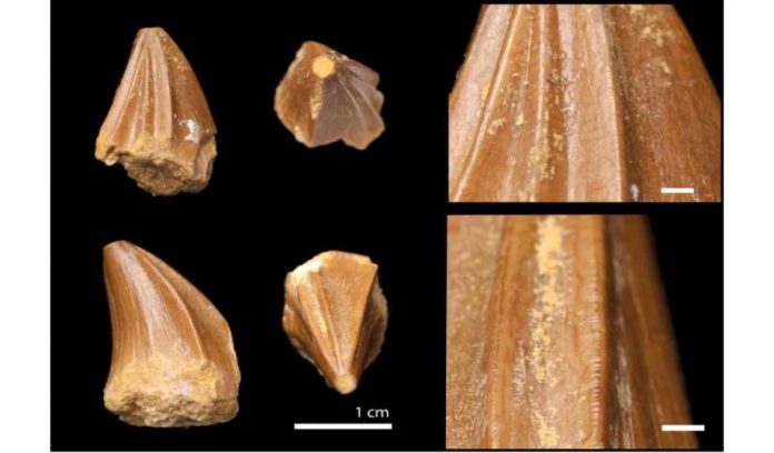 Fossile di una nuova specie di mosasauro trovato in Marocco