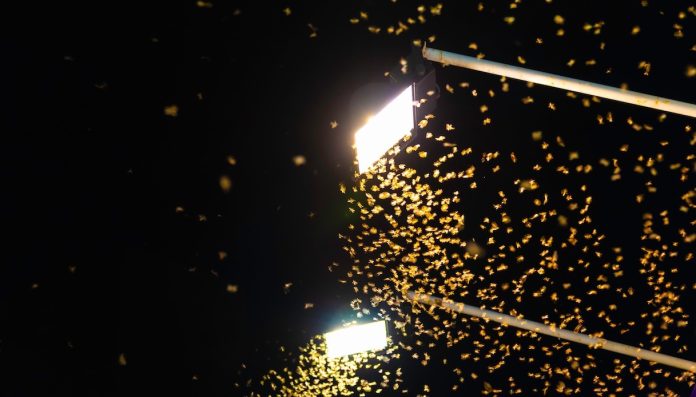 Come mai gli insetti sono attratti dalla luce artificiale?