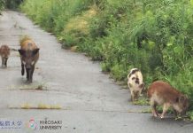 Gli animali che prosperano nella zona radioattiva “inabitabile” di Fukushima Gli animali che prosperano nella zona radioattiva "inabitabile" di Fukushima