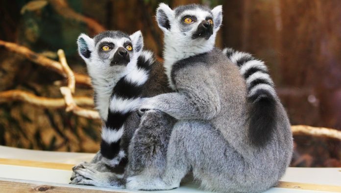 L'intelligenza contribuisce all'allungamento della vita negli animali