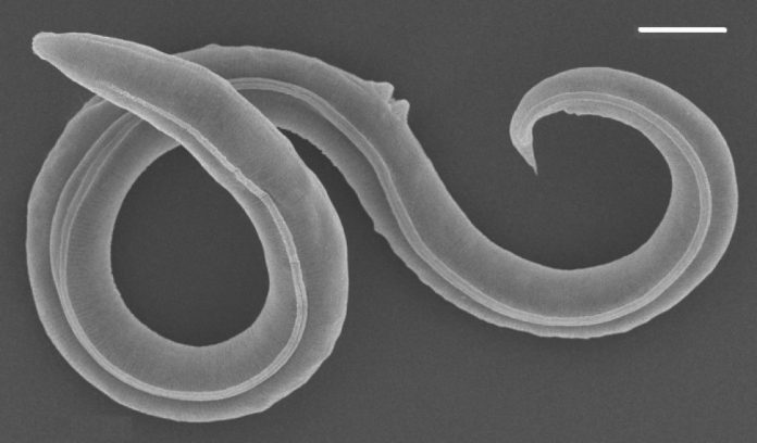 Scoperto nematode siberiano: 46.000 anni di sonno, un record di sopravvivenza.