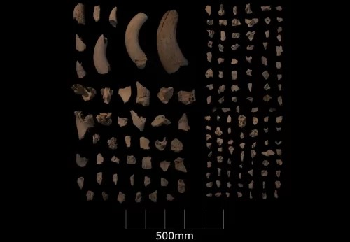 Misteriose fosse mesolitiche scoperte in Inghilterra 1 All’interno di alcune fosse, gli archeologi hanno trovato ossa di animali, come i resti dell’uro, una specie selvatica di bestiame. Gli scienziati hanno escluso che i pozzi fossero usati per conservare il cibo.
