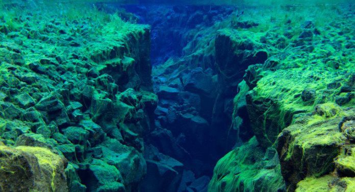 Un'esplosione di vita accade sulla Terra ogni 36 milioni di anni