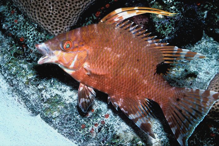 Esiste un pesce in grado di vedere tramite la pelle