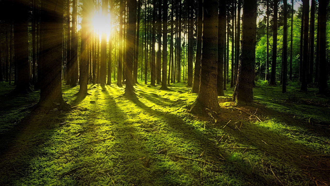 Cambiamento climatico: alberi filtrano con difficoltà la CO2 1 Riscaldamento senza precedenti negli ultimi 1200 anni, cambiamento climatico