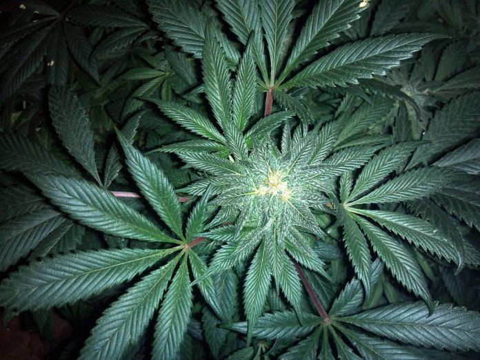 Quali malattie può alleviare l'olio CBD