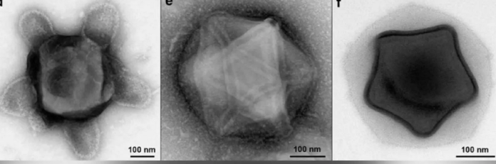 New England, scoperti bizzarri virus giganti a forma di stella