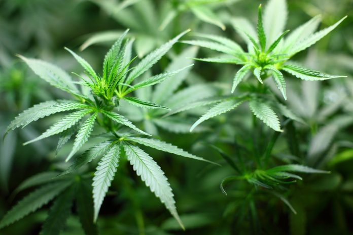 prodtti CBD