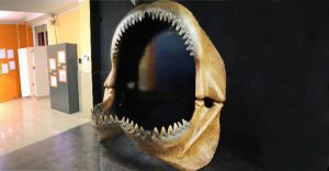 Megalodonte: il misterioso squalo gigante estinto 1 denti1