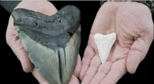 Megalodonte: il misterioso squalo gigante estinto 2 denti2