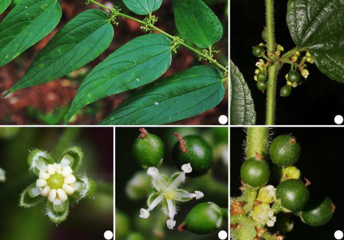 Iderntificato CBD in una pianta brasiliana