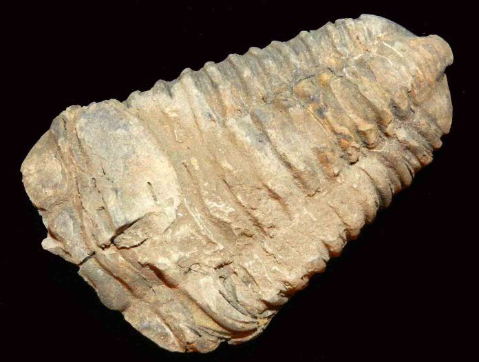 Il ruolo della funzione e della selezione nei sistemi in evoluzione