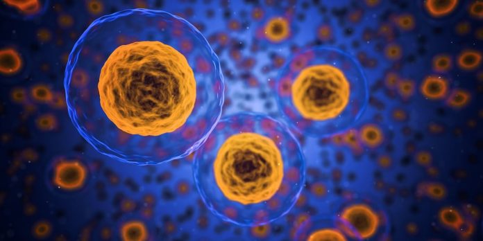 Cancro: residui della divisione cellulare una possibile causa, cellule tumorali, DNA mitocondriale