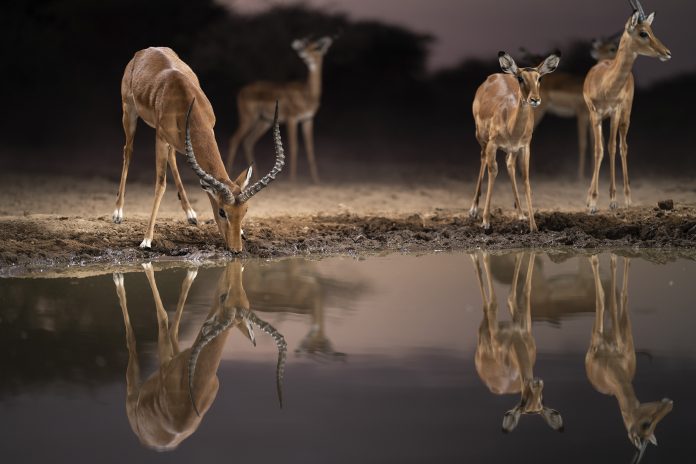 Sud Africa: gli animali temono il super predatore umano