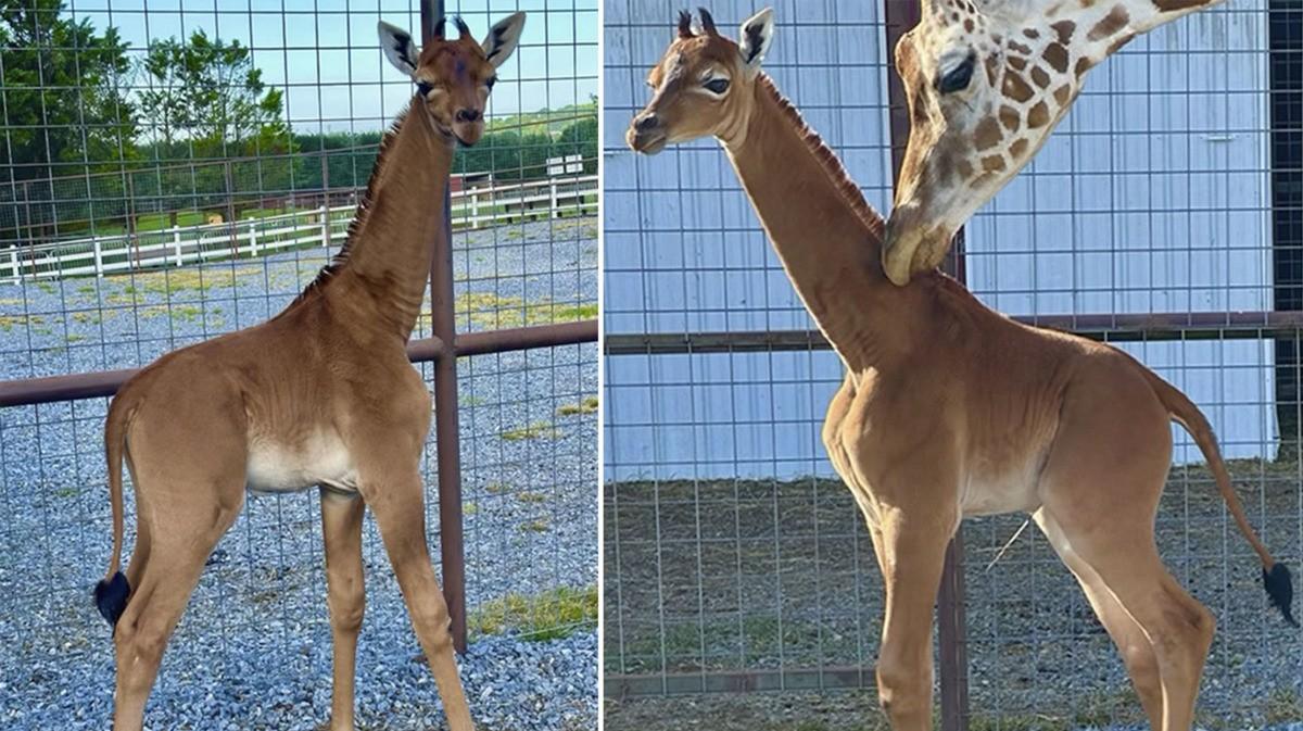 Giraffa immacolata 
