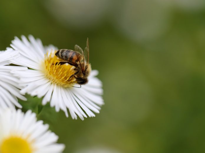 I fiori riusciranno ad autoimpollinarsi?