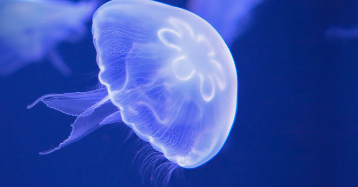 Meduse