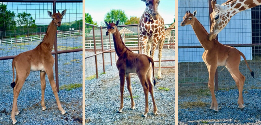 Giraffa immacolata 
