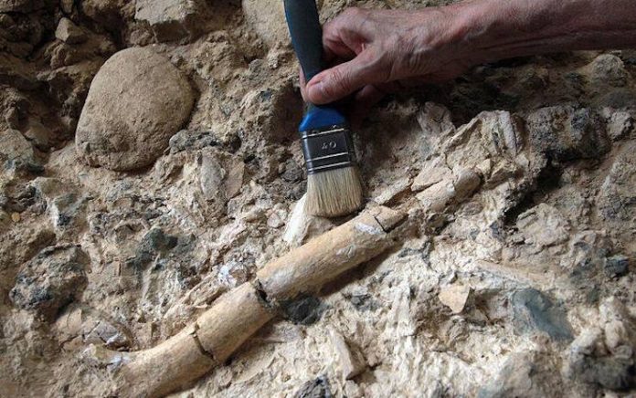Homo sapiens: quando è apparso per la prima volta?