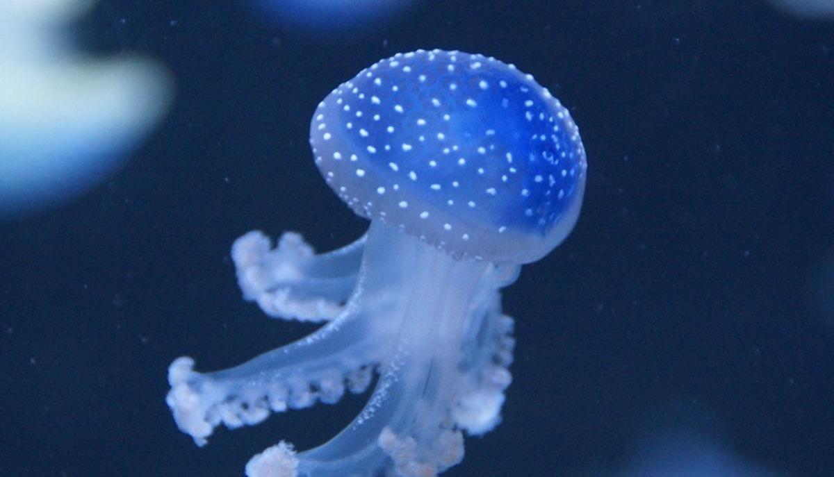 Meduse