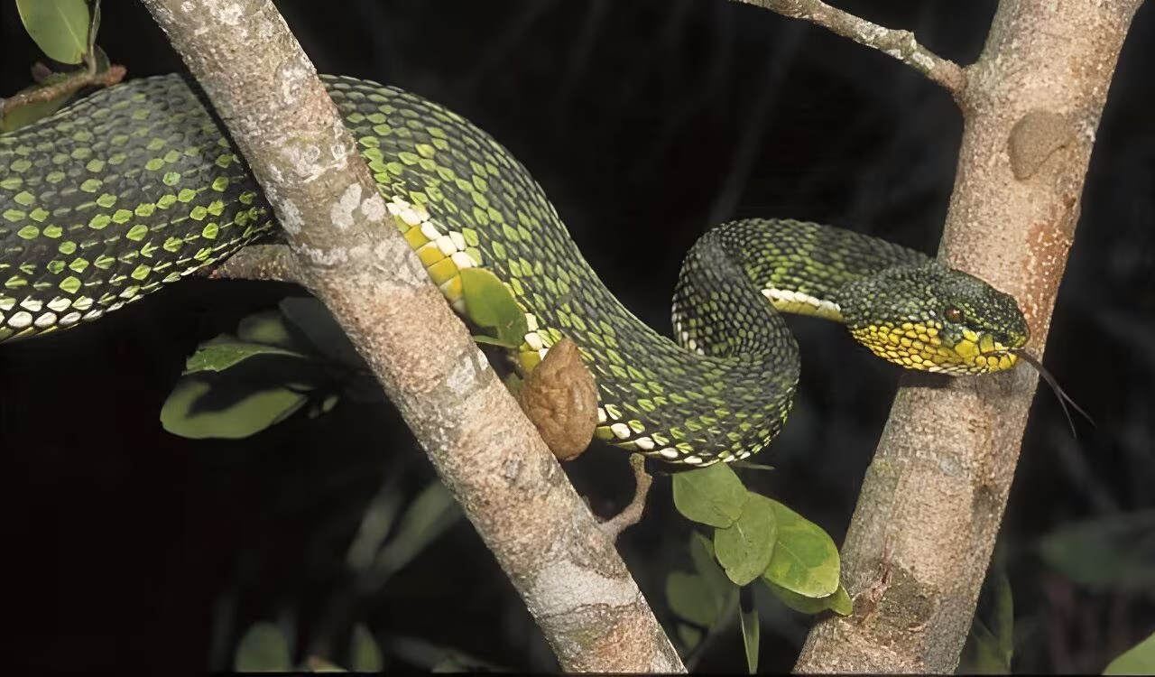 Vipera di Ayeyarwady