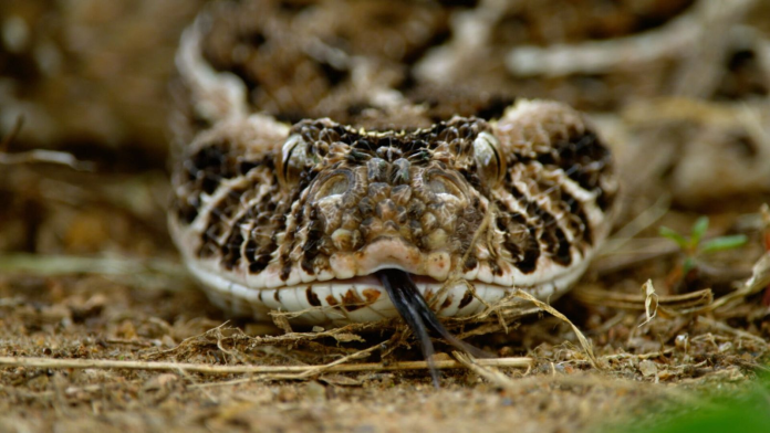 Vipera di Ayeyarwady: la nuova specie lunga circa 70cm