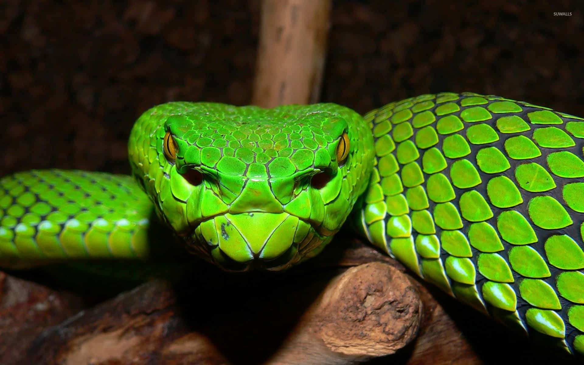 Vipera di Ayeyarwady