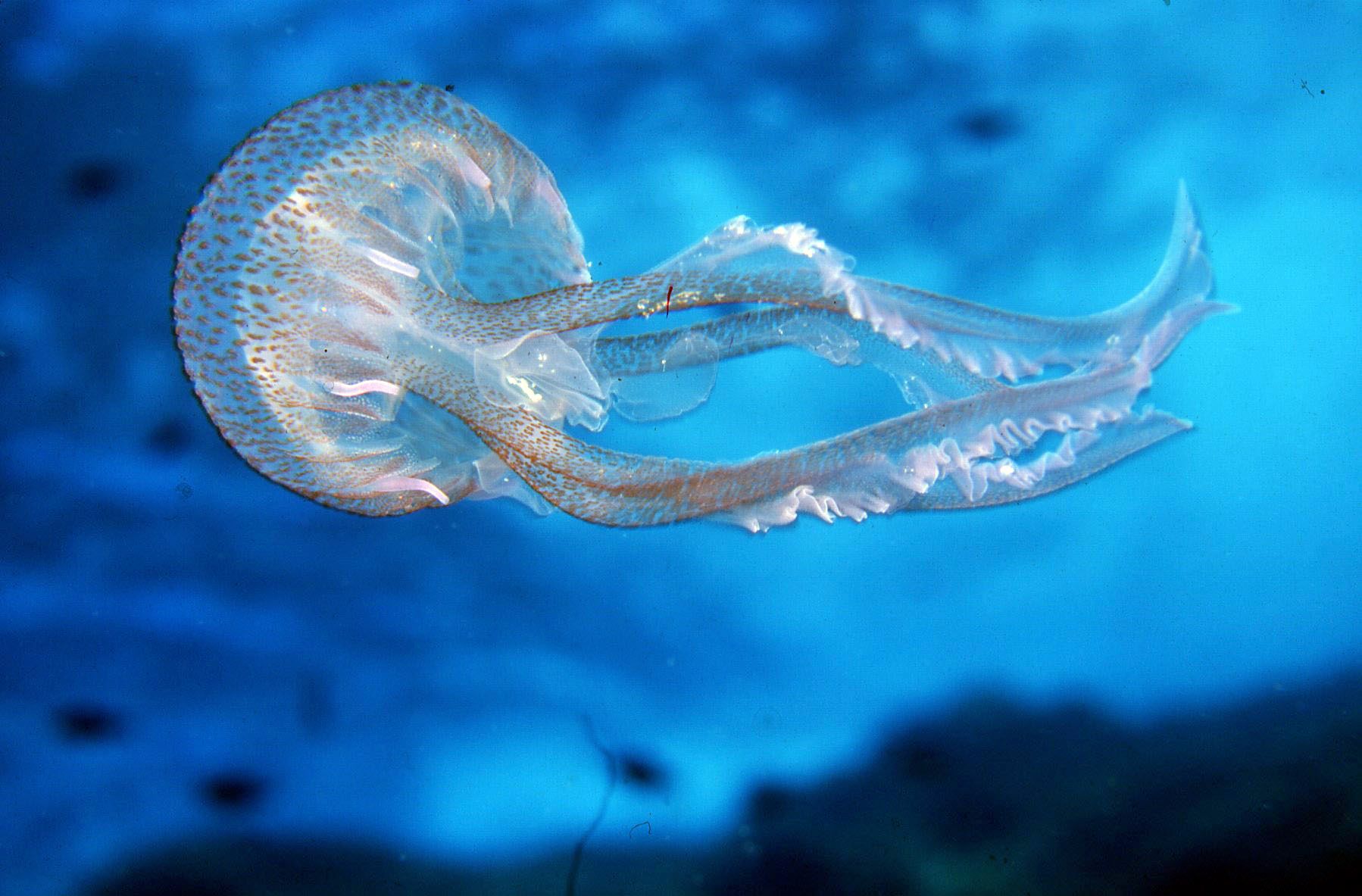 Meduse