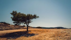 Alberi 