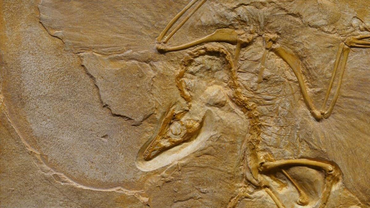 dinosauri
