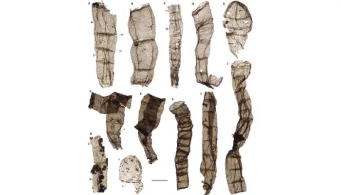 Trovati fossili di eucarioti di 1,6 miliardi di anni 1 I fossili multicellulari provengono dalla formazione Chuanlinggou del tardo Paleoproterozoico. Credito: Lanyun Miao