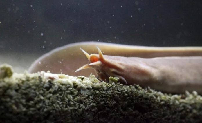Genoma della missina: l'evoluzione dei vertebrati