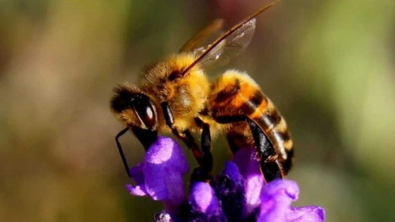 Fiori si autoimpollinano