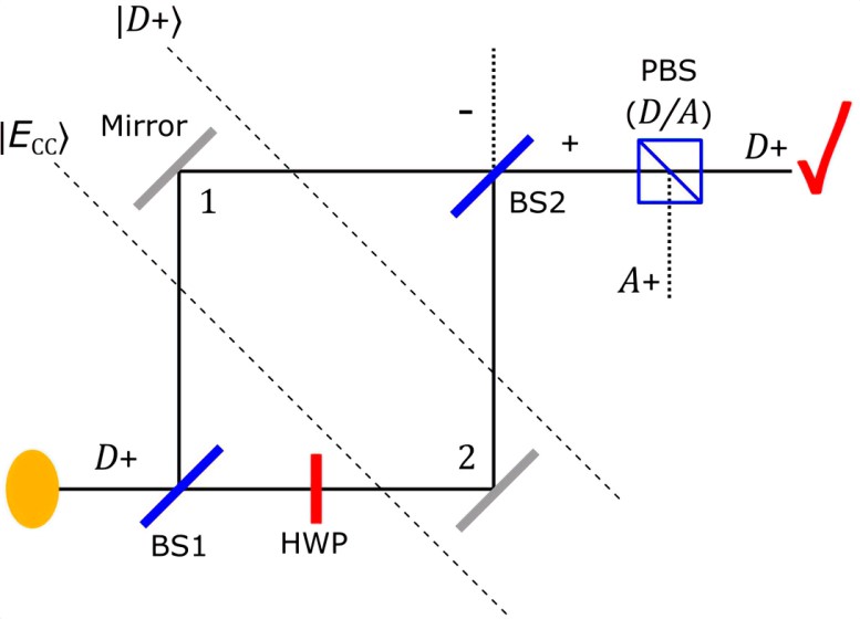 Gatto del Cheshire: l’effetto quantistico dello Stregatto 1 Il semplice interferometro utilizzato nello scenario quantistico del gatto del Cheshire, dove un fotone viene preparato nello stato entangled ECC con polarizzazione del percorso, ma viene considerato solo se arriva sul percorso di uscita + con polarizzazione D. Il paradosso sorge quando consideriamo il percorso del fotone, polarizzazione e correlazione percorso-polarizzazione, mentre si trova all'interno dell'interferometro. Credito: Jonte R Hance et al 2023 Nuovo J. Phys. 25 113028