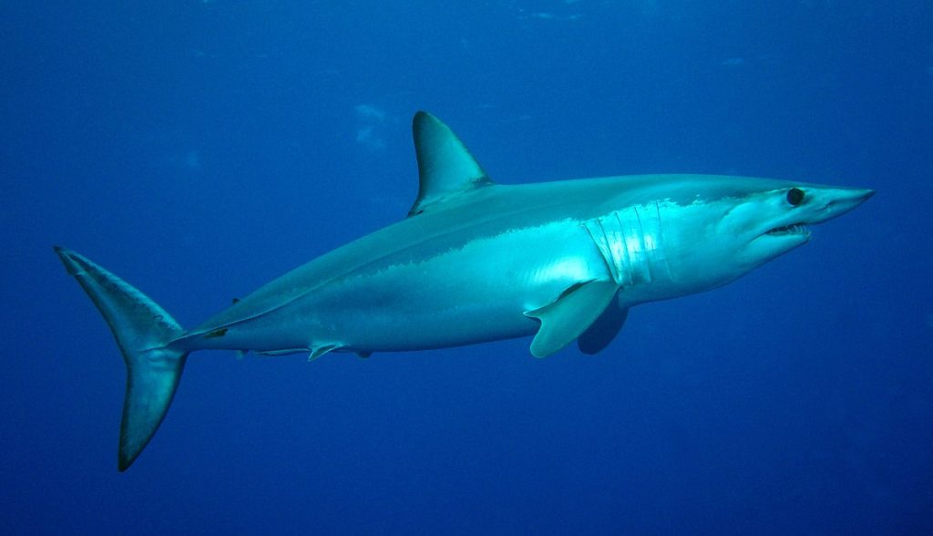 Megalodonte: un nuovo studio rivela come era fatto 3 Un'immagine dello squalo mako (Isurus oxyrinchus).