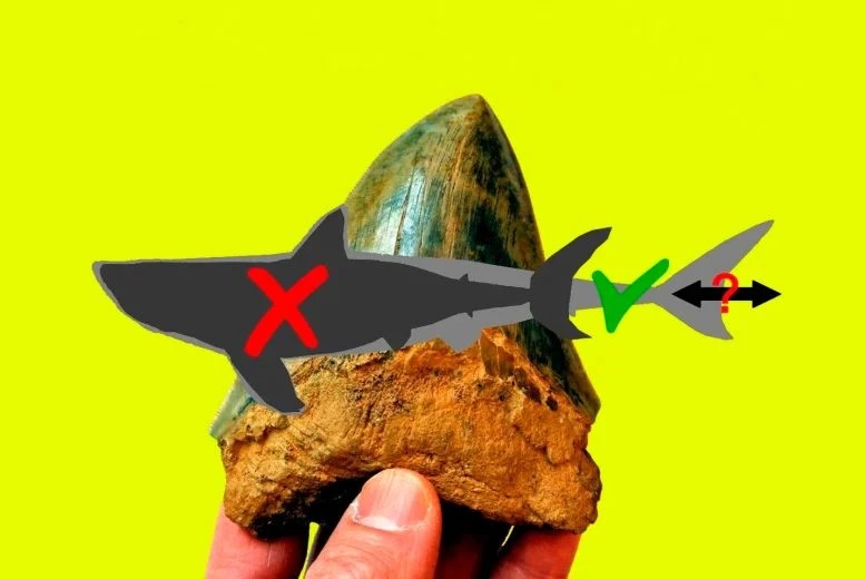 Megalodonte: un nuovo studio rivela come era fatto 1 Lo studio getta nuova luce sulla forma corporea del Megalodonte e sul suo ruolo nel plasmare l'antica vita marina. Crediti: Università DePaul/Kenshu Shimada